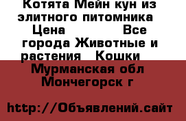 Котята Мейн-кун из элитного питомника › Цена ­ 20 000 - Все города Животные и растения » Кошки   . Мурманская обл.,Мончегорск г.